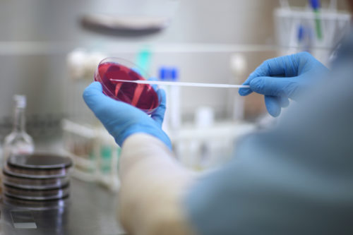 Bacterial Identification In Laboratory