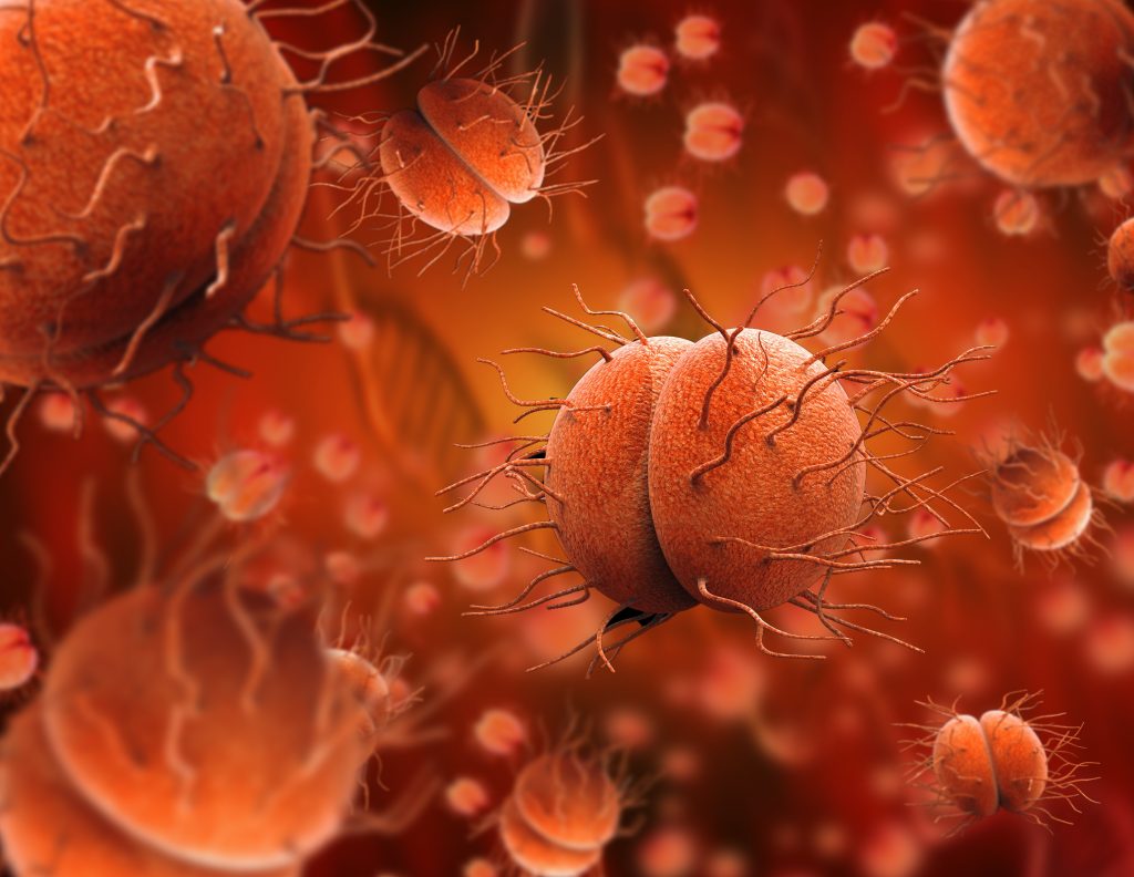 Bacteria Neisseria gonorrhoeae or Neisseria meningitidis, gonococcus and meningococcus