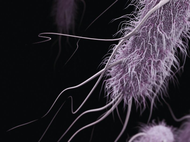 Superbug 2